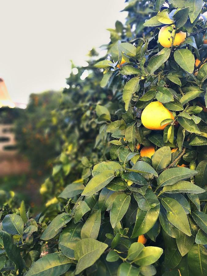 Appartamento A casa di Iole Fiumicino Esterno foto